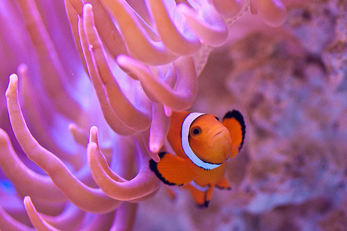 Clownfish (or Nemo as in “Finding Nemo”) | Dusky's Wonders