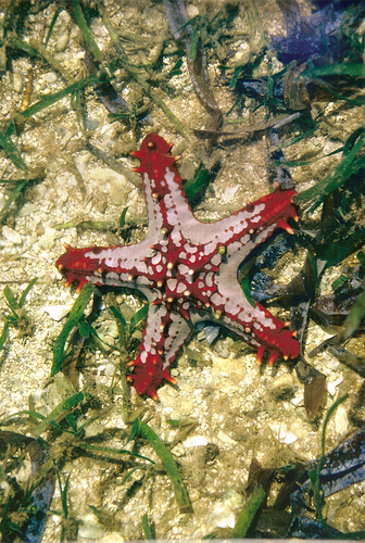 Star fish/Sea stars - Dusky's Wonders