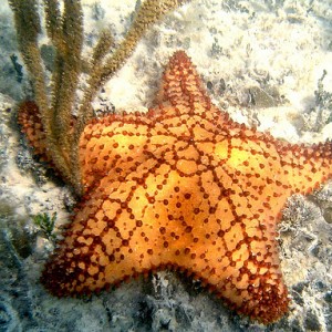 starfish-14
