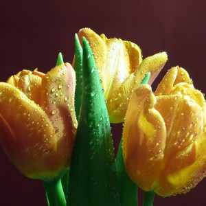 Reflections-in-rain-drop-whole-tulip