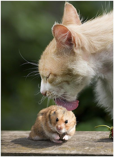 http://www.duskyswondersite.com/wp-content/uploads/2010/09/mixed-species-cat-hamster.jpg