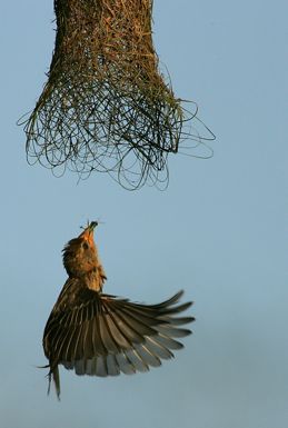 bird, social weaver, edgar thissen, 1