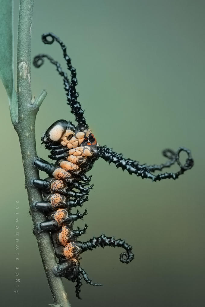 cool-caterpillar-2.jpg