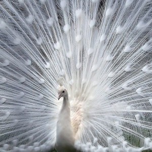 bird-albino-peacock-1024x648