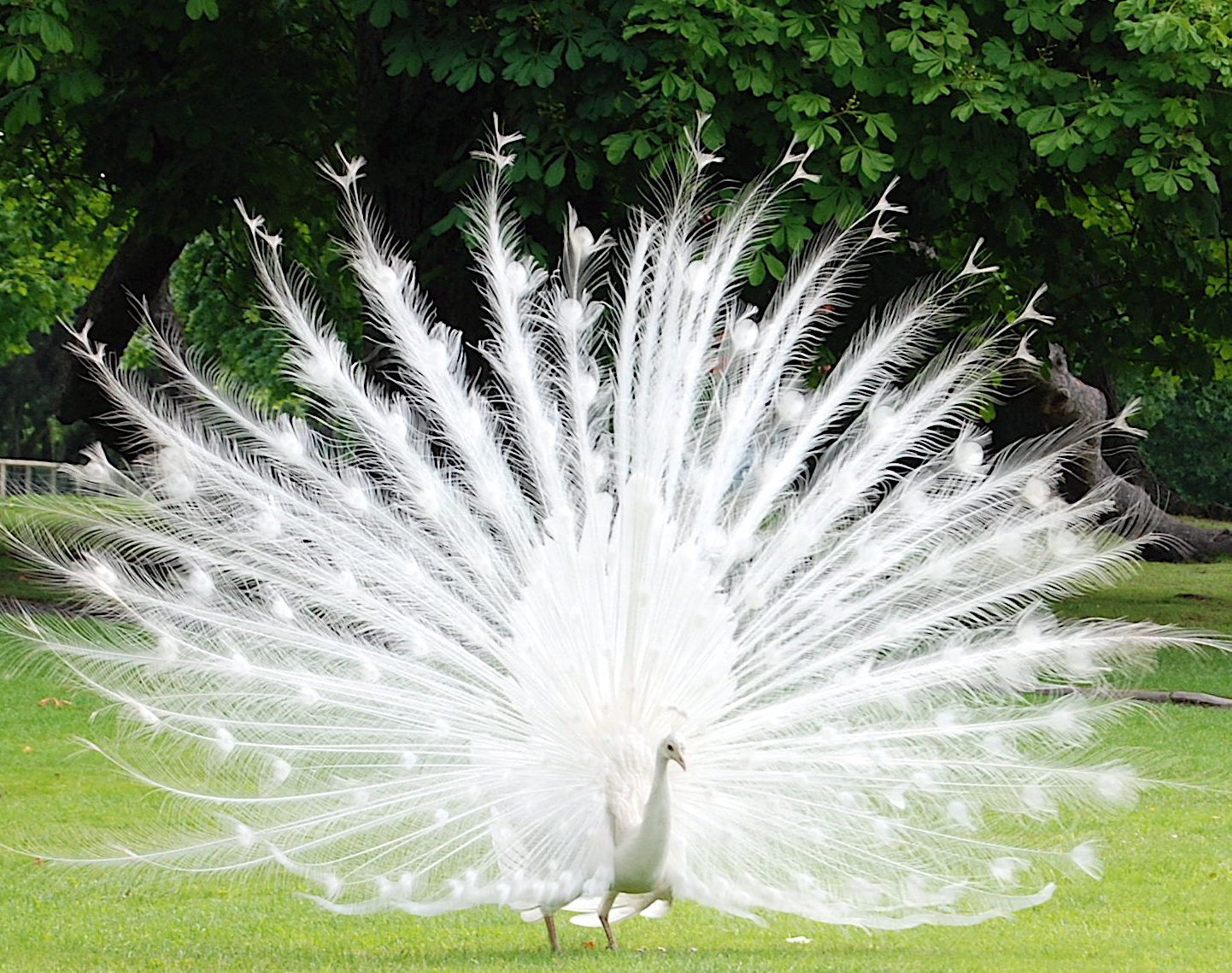 bird-albino-peacock-2.jpg