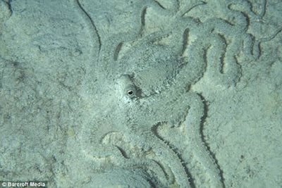 camouflage, indonesian mimic octopus