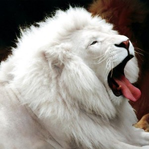 cool-albino-lion
