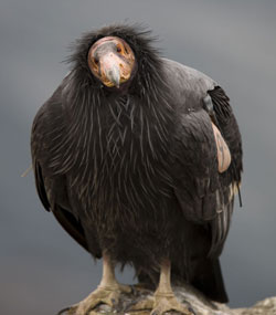 cool-condor-full-bodied.jpg