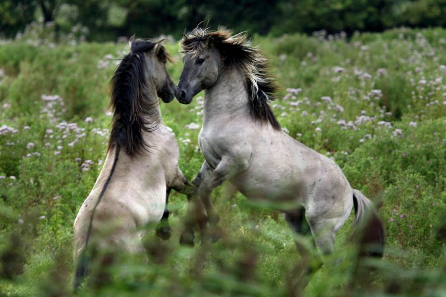 cool-horses-white-plalying.jpg