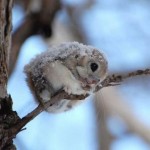 More funny, cute animals | Dusky's Wonders