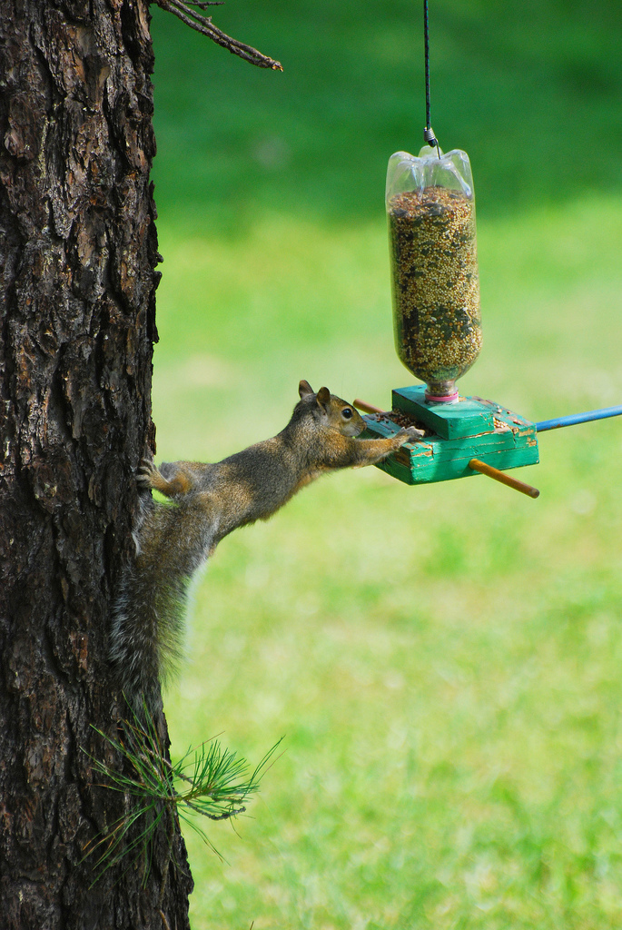http://www.duskyswondersite.com/wp-content/uploads/2011/08/cool-squirrel-reaching-for-food.jpg