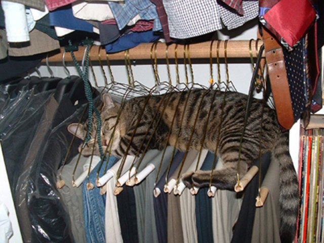 http://www.duskyswondersite.com/wp-content/uploads/2011/09/cool-cat-on-hangers.jpg