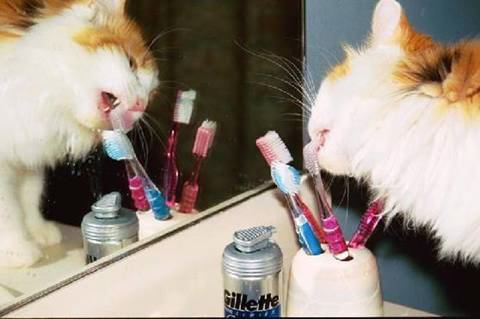 http://www.duskyswondersite.com/wp-content/uploads/2011/09/cool-cat-with-toothbrush.jpg