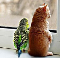 mixed-species-cat-and-bird-6.jpg