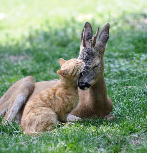 http://www.duskyswondersite.com/wp-content/uploads/2011/10/mixed-species-cat-and-deer-3.jpg