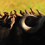 THE MIXED SPECIES FLYING FOX CAM visual data 8