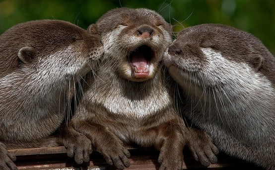 http://www.duskyswondersite.com/wp-content/uploads/2012/04/cool-animal-seals.jpg
