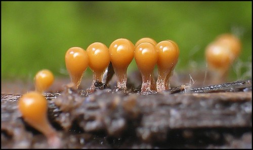 READ THIS! 2, Slime Molds | Dusky's Wonders