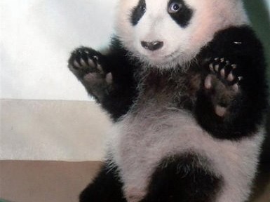 animals, panda, scared