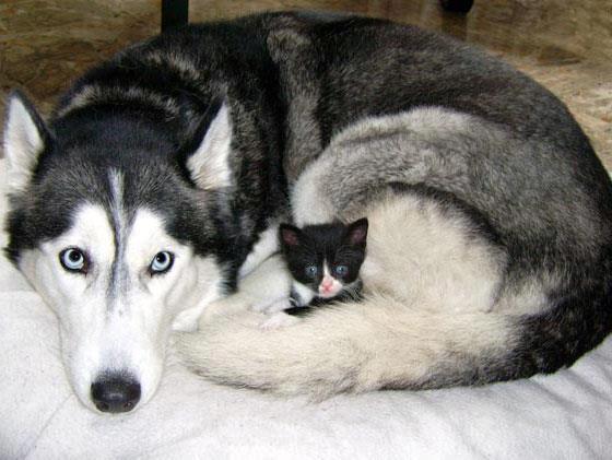 http://www.duskyswondersite.com/wp-content/uploads/2012/11/mixed-species-dog-and-cat.jpg