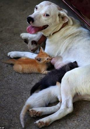 http://www.duskyswondersite.com/wp-content/uploads/2012/11/mixed-species-dog-nurses-kittens.jpg