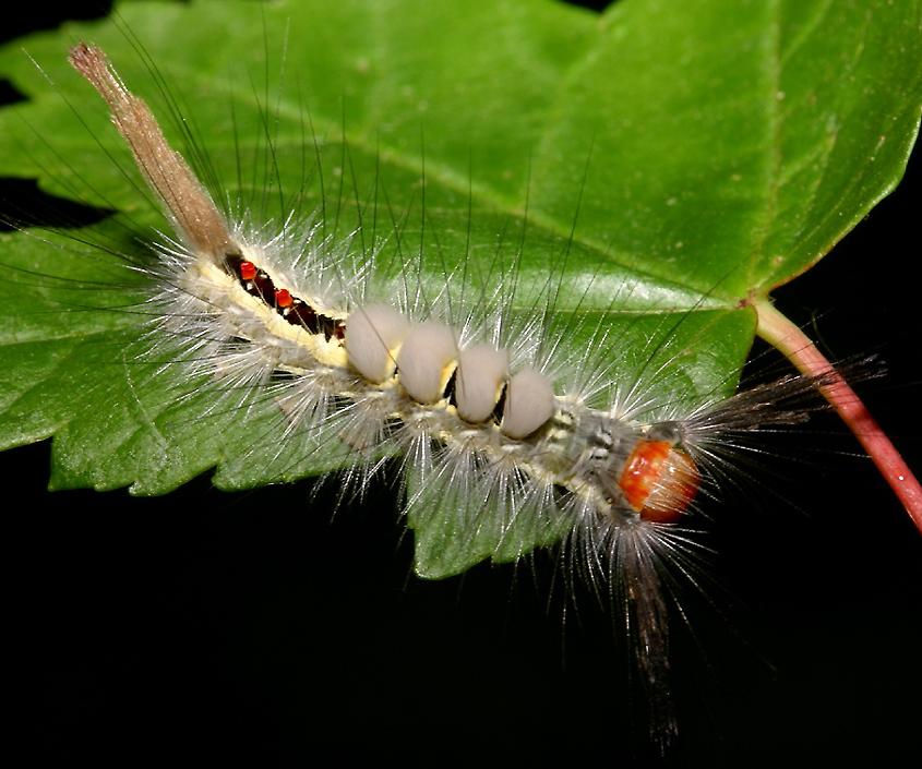 Whitemarked Tussock moth caterpillar Dusky's Wonders
