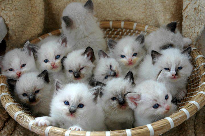 http://www.duskyswondersite.com/wp-content/uploads/2013/02/animals-kittens.jpg