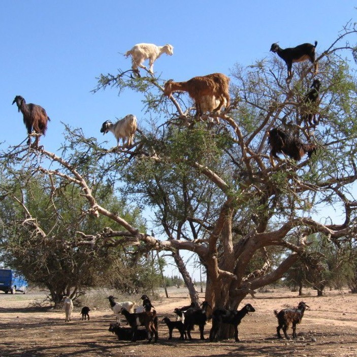 animals, morocco, from places to see