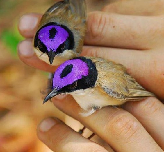 birds, Purple-crowned Fairywren (2)