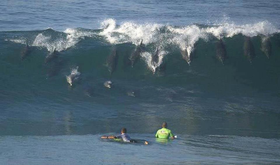 Dolphins surfing.