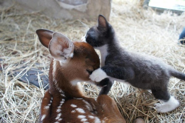 mixed species, cat and fawn, Louise