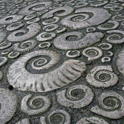 Ammonite pavement in Lyme Regis, Dorset, Great Britain