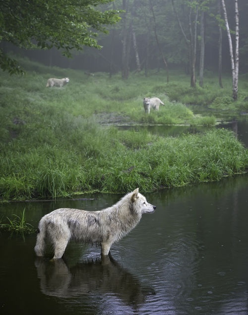 Three Wolves, Quebec, Canada