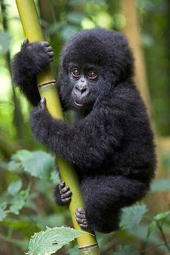 Mountain Gorilla, 10 mos old infant, Parc National des Volcans, Rwanda