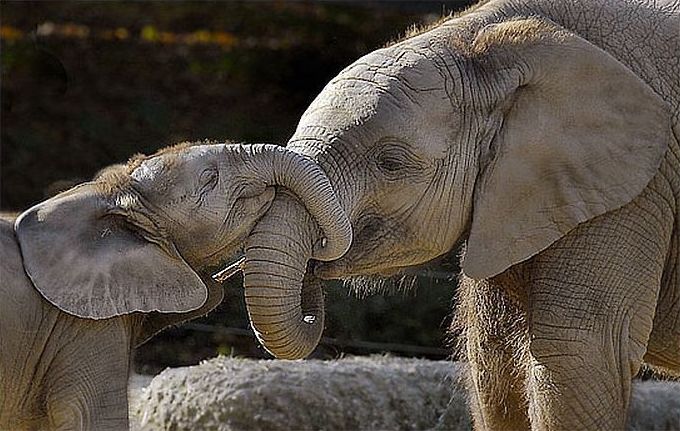 animals, elephant and babe, Karen webb