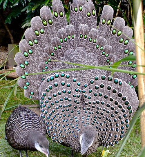 Gray Peacock Pheasant