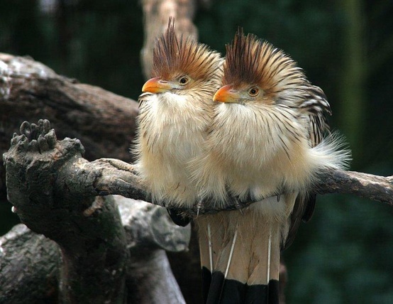  Guira cuckoos