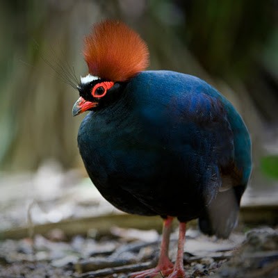  Male Crested Wood Partridge