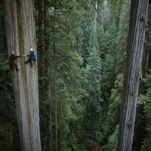 California Redwoods 