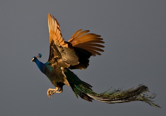 birds, Peacock in flight.