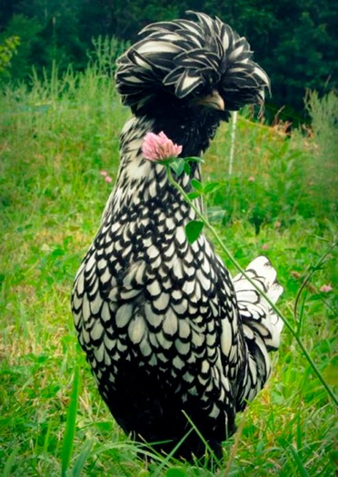 Another Polish Chicken