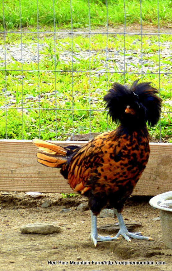  Polish hen