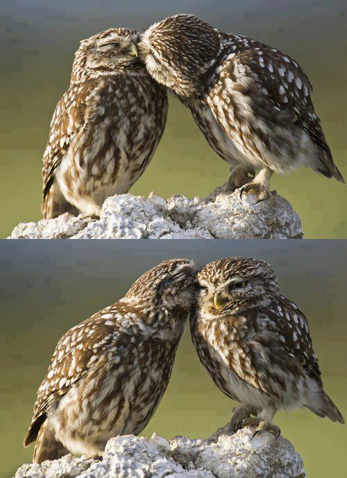 birds, owls