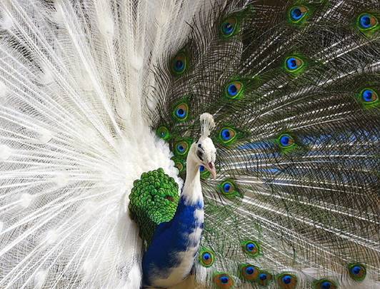 birds, peacock in 2 colors