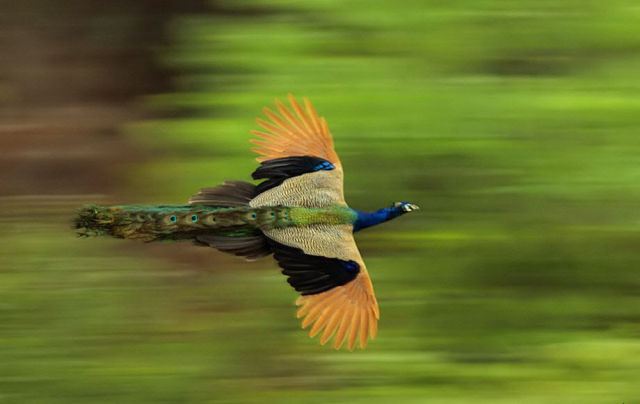 birds, peacock in flight 2