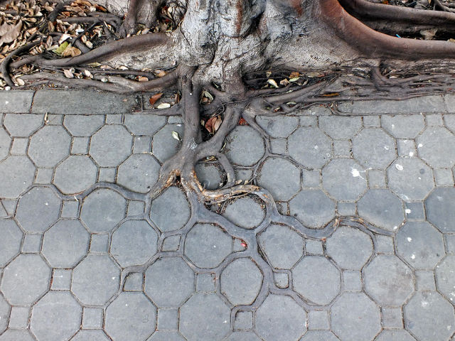 Adaptive roots in concrete jungle, c.e.