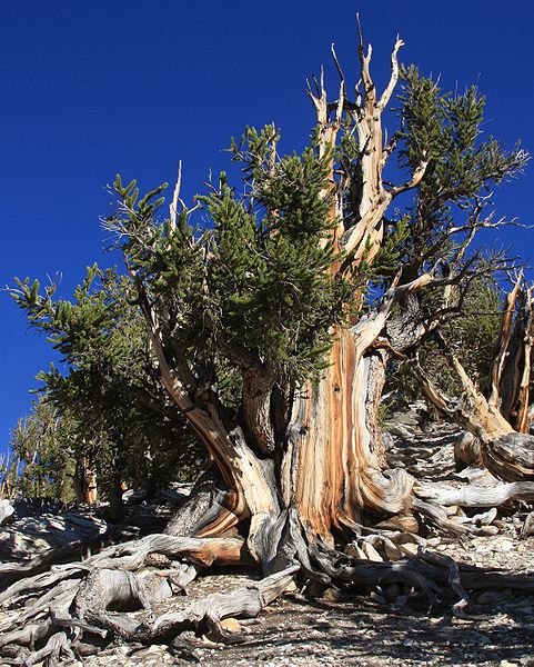 The oldest tree on earth, great basin bristle cone pine, Oldest trees, over 5000 years old, in California