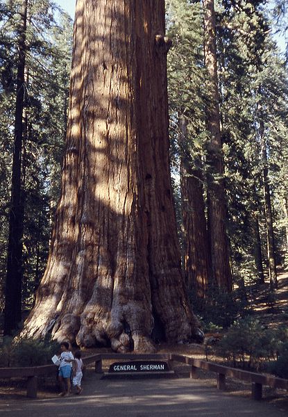 General Sherman tree, Sequoia Redwood, the largest living single-stem tree and largest living organism on earth in California