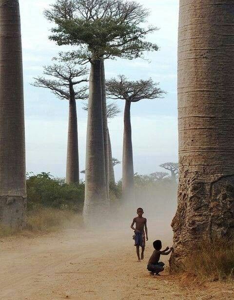 trees, baobob and kids
