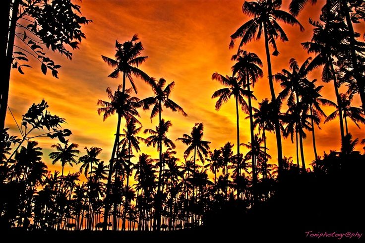 Coconut trees , Lombok, Bali, Indonesia